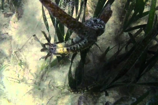 Kraken istand onion