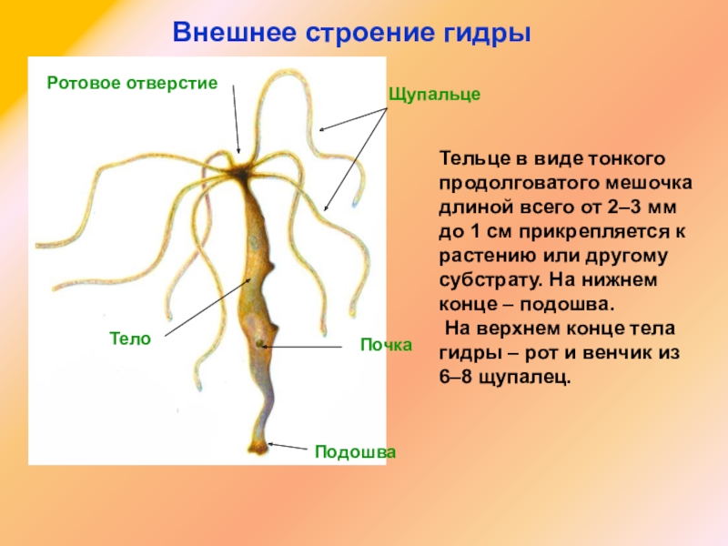 Кракен даркнет ссылка для тор